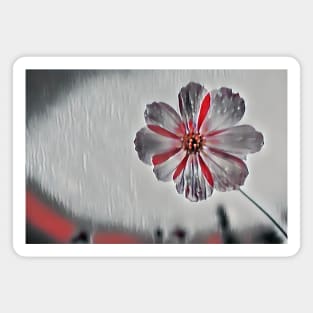 🌼 Red & White Daisy Flower Close-Up on White Background 🌸 | Vibrant Floral Beauty 💫✨ Magnet